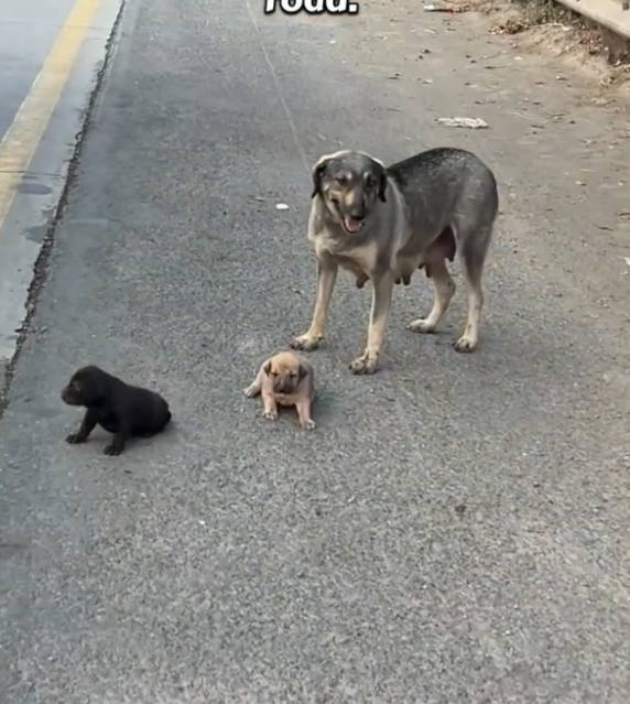 B0204027_We Stopped Because Him #DogRescue #RescueDogs #SaveDogs #FosterDogs #AdoptAPet #AnimalRescue #AnimalLovers