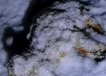 B3103005_Ainda existem anjos! #DogRescue #RescueDogs #SaveDogs #FosterDogs #AdoptAPet #AnimalRescue #AnimalLovers