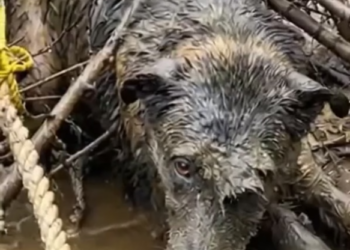 B0304022_Stuck in deep mud, ex #DogRescue #RescueDogs #SaveDogs #FosterDogs #AdoptAPet #AnimalRescue #AnimalLovers