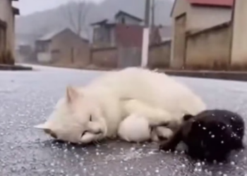 B0304020_She Threw Her Cats Into an Ice Storm Rescue Miss #SaveAnimals #BeTheirVoice #StopAnimalCruelty #RescueAnimals #AnimalsNeedUs #FYP #ForYou