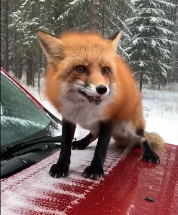 B0304019_Life is Taf on Reels #WildlifeRescue #SaveWildlife #ProtectWildlife #AnimalRescue #EndWildlifeTrafficking #FYP