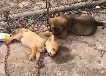 B0304015_Two Puppies They didn have voice, but their ey #DogRescue #RescueDogs #SaveDogs #FosterDogs #AdoptAPet #AnimalRescue #AnimalLovers