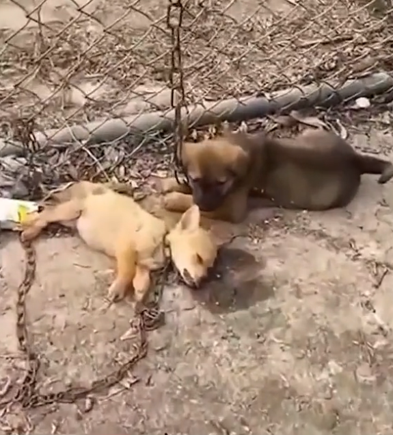 B0304015_Two Puppies They didn have voice, but their ey #DogRescue #RescueDogs #SaveDogs #FosterDogs #AdoptAPet #AnimalRescue #AnimalLovers