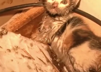B0304014_Rescue dirty kitten take care of him until #CatRescue #RescueCats #SaveCats #AdoptAPet #AnimalRescue #AnimalLovers
