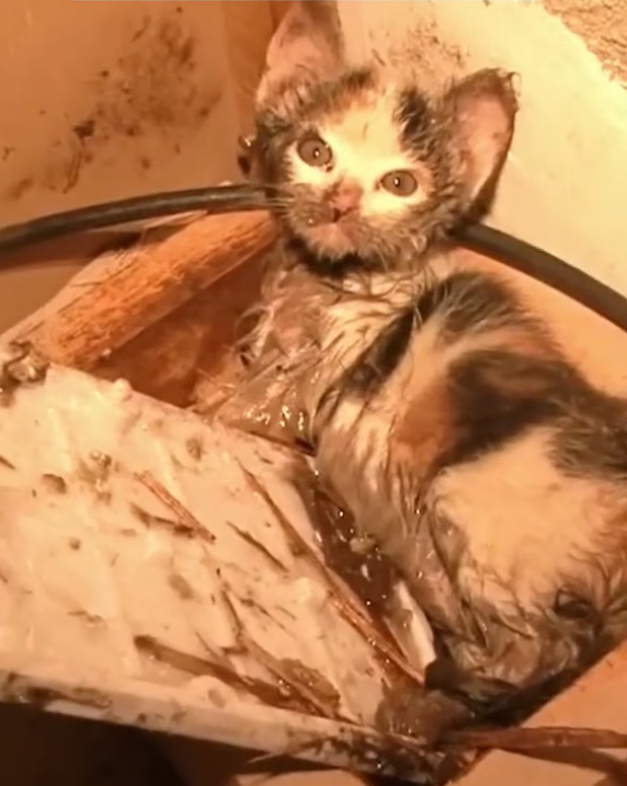 B0304014_Rescue dirty kitten take care of him until #CatRescue #RescueCats #SaveCats #AdoptAPet #AnimalRescue #AnimalLovers
