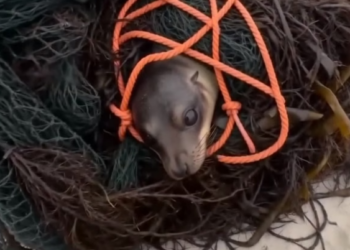 B0304011_Trapped Sea Lion #SaveTheOcean #StopOceanPollution #NoMorePlastic #BeTheirVoice #OceanCleanup