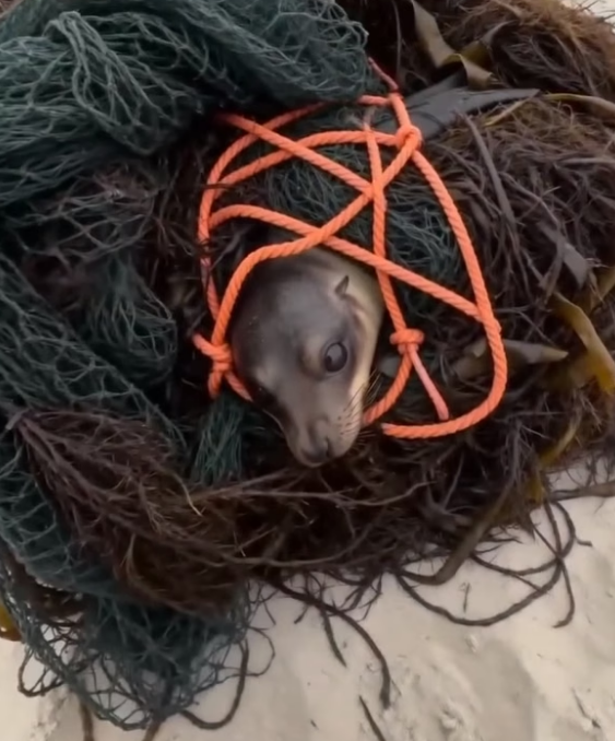 B0304011_Trapped Sea Lion #SaveTheOcean #StopOceanPollution #NoMorePlastic #BeTheirVoice #OceanCleanup