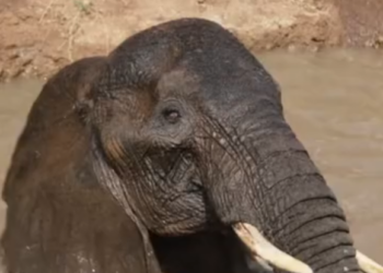 B0304010_Four hours, two wate #WildlifeRescue #SaveWildlife #ProtectWildlife #AnimalRescue #EndWildlifeTrafficking #FYP