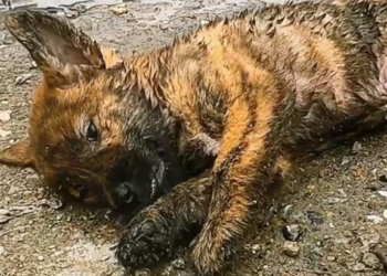B0304008_poor stray dog was unfortunately hit by ca #DogRescue #RescueDogs #SaveDogs #FosterDogs #AdoptAPet #AnimalRescue #AnimalLovers