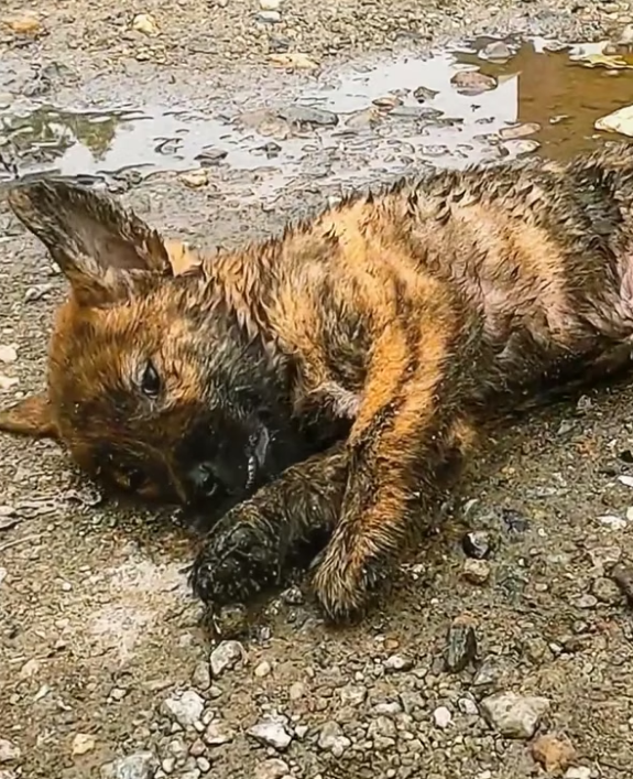 B0304008_poor stray dog was unfortunately hit by ca #DogRescue #RescueDogs #SaveDogs #FosterDogs #AdoptAPet #AnimalRescue #AnimalLovers