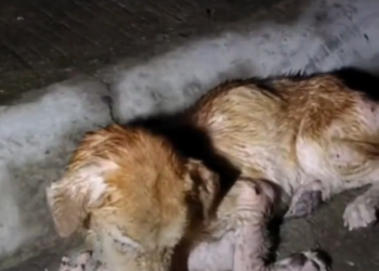 B3103004 parte rescue of #DogRescue #RescueDogs #SaveDogs #FosterDogs #AdoptAPet #AnimalRescue #AnimalLovers