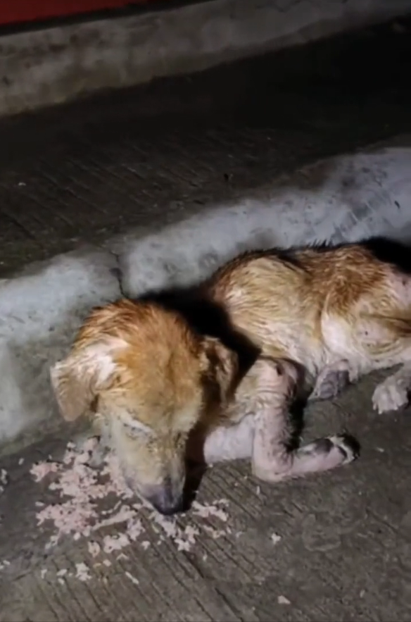 B3103004 parte rescue of #DogRescue #RescueDogs #SaveDogs #FosterDogs #AdoptAPet #AnimalRescue #AnimalLovers