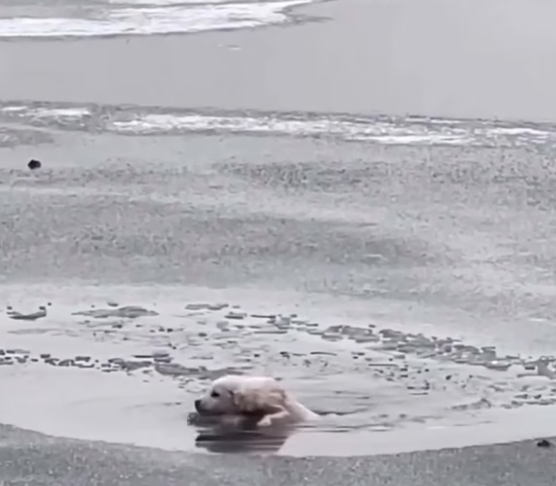 B0304007_On verge of death #DogRescue #RescueDogs #SaveDogs #FosterDogs #AdoptAPet #AnimalRescue #AnimalLovers