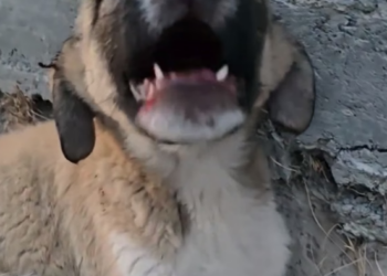 B0304006_Dünən yol kənarına atıl #AnimalRescue #RescueAnimals #SaveAnimals #AdoptDontShop #AnimalLovers #RescueLife #AnimalRights #CompassionForAnimals