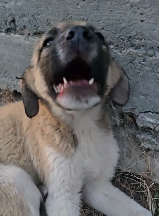 B0304006_Dünən yol kənarına atıl #AnimalRescue #RescueAnimals #SaveAnimals #AdoptDontShop #AnimalLovers #RescueLife #AnimalRights #CompassionForAnimals