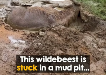 B0304005_Brave Men Rescue Wildebeest Trapped in Mud #WildlifeRescue #SaveWildlife #ProtectWildlife #AnimalRescue #EndWildlifeTrafficking #FYP