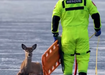 B0304004_Terrified deer learns to trust her rescuer #WildlifeRescue #SaveWildlife #ProtectWildlife #WildlifeConservation #EndWildlifeTrafficking #StopPoaching