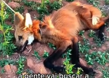 B0304021_Fox caught in a trap #AnimalRescue #RescueAnimals #SaveAnimals #AdoptDontShop #AnimalLovers #RescueLife #AnimalRights #CompassionForAnimals