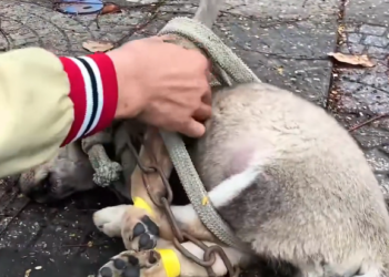 B0404008_the dog is chained #AnimalRescue #RescueAnimals #SaveAnimals #AdoptDontShop #AnimalLovers #RescueLife #AnimalRights #CompassionForAnimals