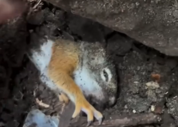 B0404015_The squirrel was buried under the ground. #AnimalRescue #RescueAnimals #SaveAnimals #AdoptDontShop #AnimalLovers #RescueLife #AnimalRights #CompassionForAnimals