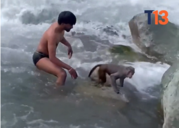 B3103003_teletrece #WildlifeRescue #SaveWildlife #ProtectWildlife #AnimalRescue #EndWildlifeTrafficking #FYP