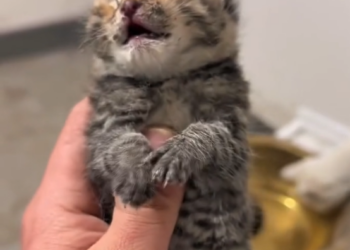 B0404013_The cat choked on milk. #AnimalRescue #RescueAnimals #SaveAnimals #AdoptDontShop #AnimalLovers #RescueLife #AnimalRights #CompassionForAnimals