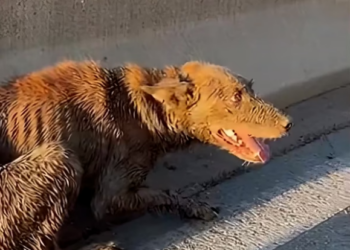 B0404738236_ The dog was exhausted.#DogRescue #RescueDogs #SaveDogs #FosterDogs #AdoptAPet #AnimalRescue #AnimalLovers