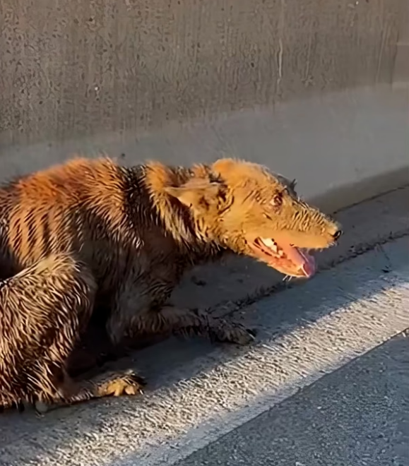 B0404738236_ The dog was exhausted.#DogRescue #RescueDogs #SaveDogs #FosterDogs #AdoptAPet #AnimalRescue #AnimalLovers