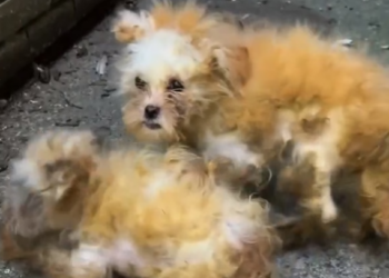 B0404006_Two tired, poor dogs.#DogRescue #RescueDogs #SaveDogs #FosterDogs #AdoptAPet #AnimalRescue #AnimalLovers