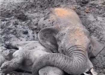 B3103002 Leave no elephant be #WildlifeRescue #SaveWildlife #ProtectWildlife #AnimalRescue #EndWildlifeTrafficking #FYP