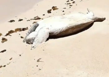 B3103001 Lost in beauty of #SaveMarineLife #ProtectMarineLife #OceanAnimals #SeaAnimals #MarineAnimals #SaveTheSeas