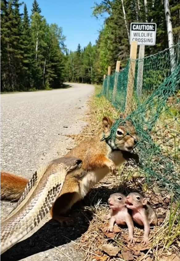 B0104011_Rescuing a Mother Squirrel Tangled in a Net by the Roadside #WildlifeRescue #SaveWildlife #ProtectWildlife #WildlifeConservation