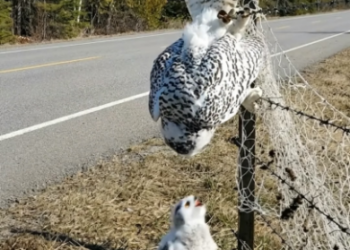 B3103007_A Man Rescues a Mother Snowy Owl Trapped #WildlifeRescue #SaveWildlife #Rescue #SaveAnimals #AnimalRescue