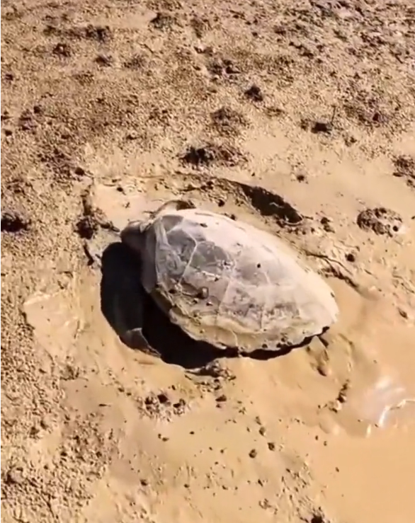 B0104007_Swept away by end #SaveAnimals #BeTheirVoice #StopAnimalCruelty #RescueAnimals #AnimalsNeedUs #FYP #ForYou