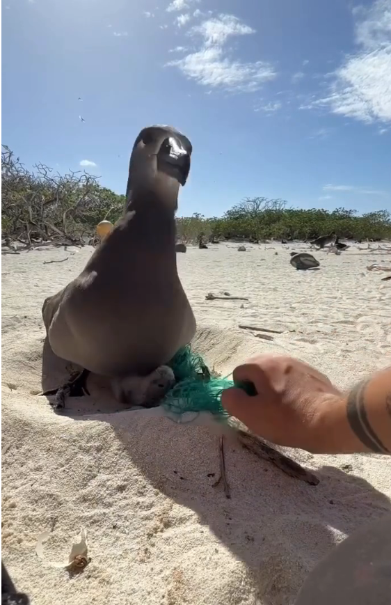 B0104006_powerful example #SaveAnimals #BeTheirVoice #StopAnimalCruelty #RescueAnimals #AnimalsNeedUs #FYP #ForYou