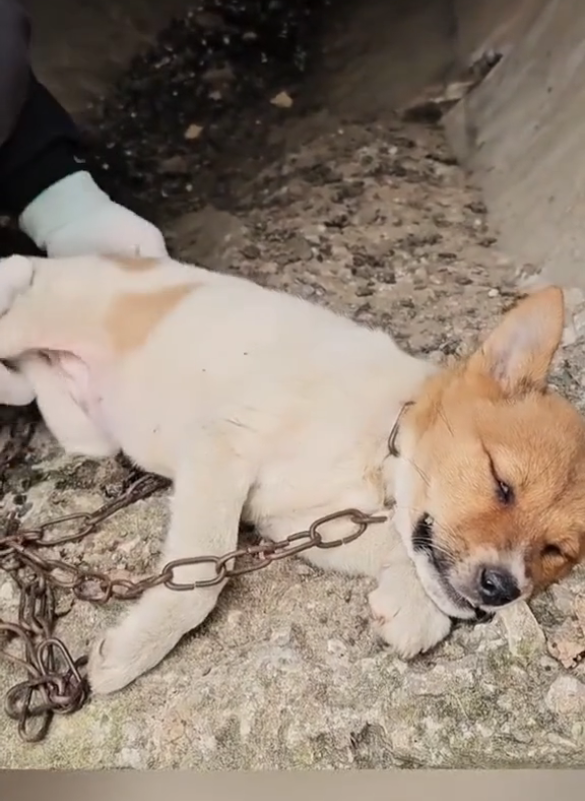 B0104004_Rescue dog #DogRescue #RescueDogs #SaveDogs #FosterDogs #AdoptAPet #AnimalRescue #AnimalLovers