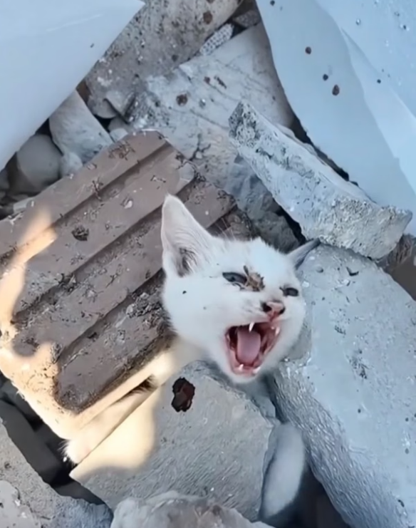 B0104002_One Rescue, One Life Saved #CatRescue #RescueCats #SaveCats #AdoptAPet #AnimalRescue #AnimalLovers