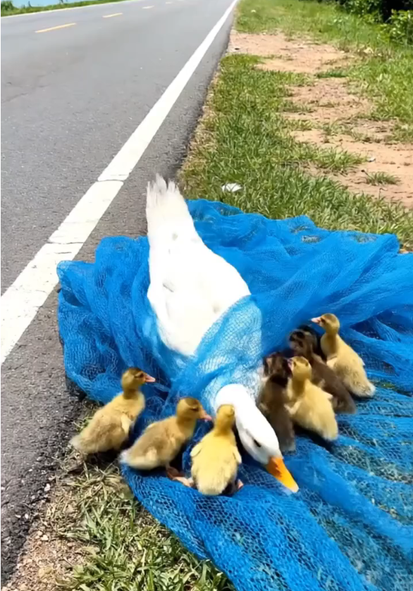 B0104001_Mother Cry Hel #HelpAnimals #BeTheirVoice #StopAnimalCruelty #AnimalsNeedUs #KindnessMatters #SaveALife