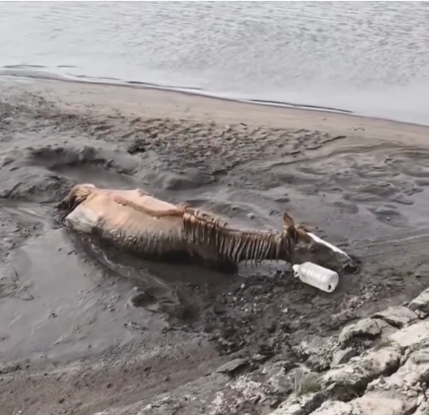 B0204004_006Horse animal #HelpAnimals #BeTheirVoice #StopAnimalCruelty #AnimalsNeedUs #KindnessMatters #SaveALife