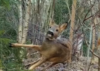 B0204008_005_Traped animal #HelpAnimals #BeTheirVoice #StopAnimalCruelty #AnimalsNeedUs #KindnessMatters #SaveALife