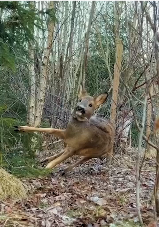 B0204008_005_Traped animal #HelpAnimals #BeTheirVoice #StopAnimalCruelty #AnimalsNeedUs #KindnessMatters #SaveALife