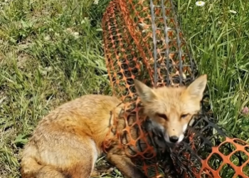 B3103006_When the man rescues a fox trapped in a net on the grassland.WildlifeRescue #SaveWildlife #ProtectWildlife #AnimalRescue #EndWildlifeTrafficking #FYP