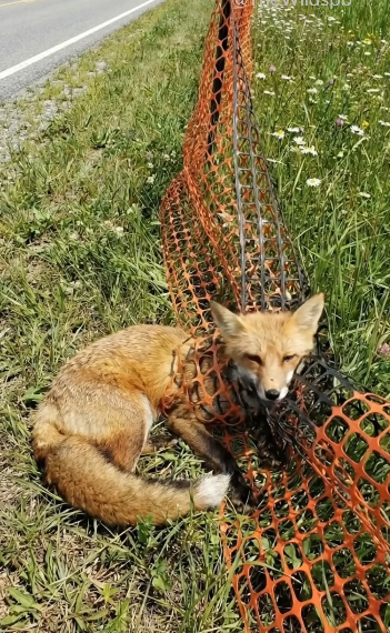 B3103006_When the man rescues a fox trapped in a net on the grassland.WildlifeRescue #SaveWildlife #ProtectWildlife #AnimalRescue #EndWildlifeTrafficking #FYP