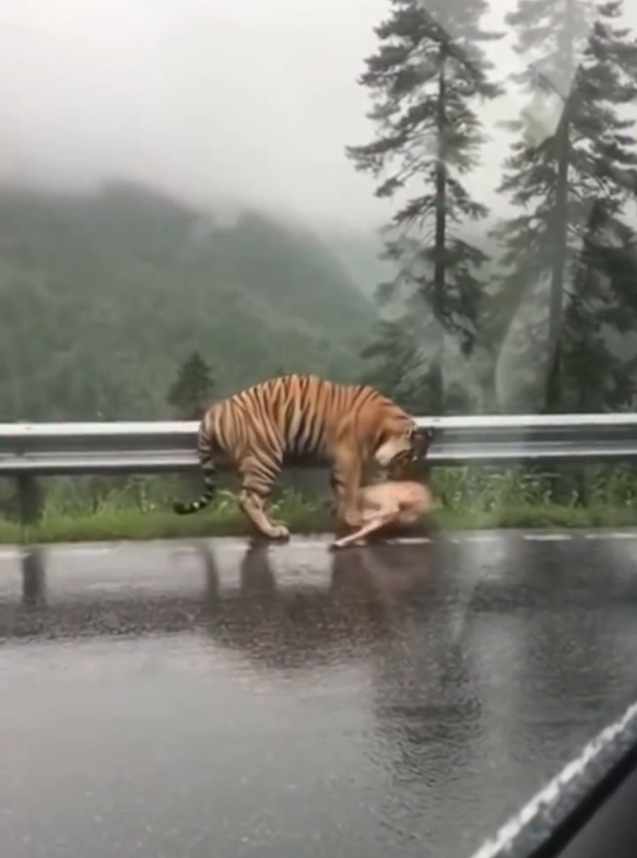 B0204009_003_wild animal ##WildlifeRescue #SaveWildlife #ProtectWildlife #WildlifeConservation #EndWildlifeTrafficking #StopPoaching