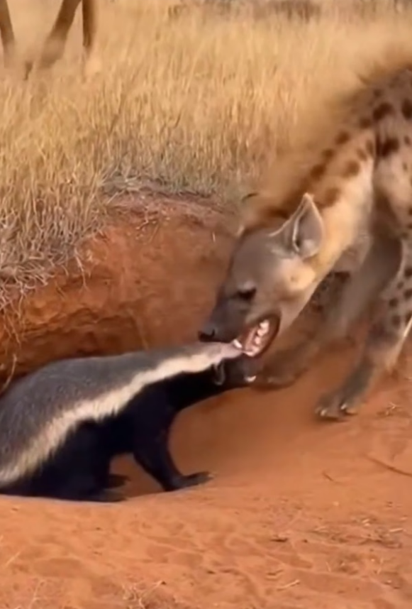 B0204011_006_wild animal ##WildlifeRescue #SaveWildlife #ProtectWildlife #WildlifeConservation #EndWildlifeTrafficking #StopPoaching