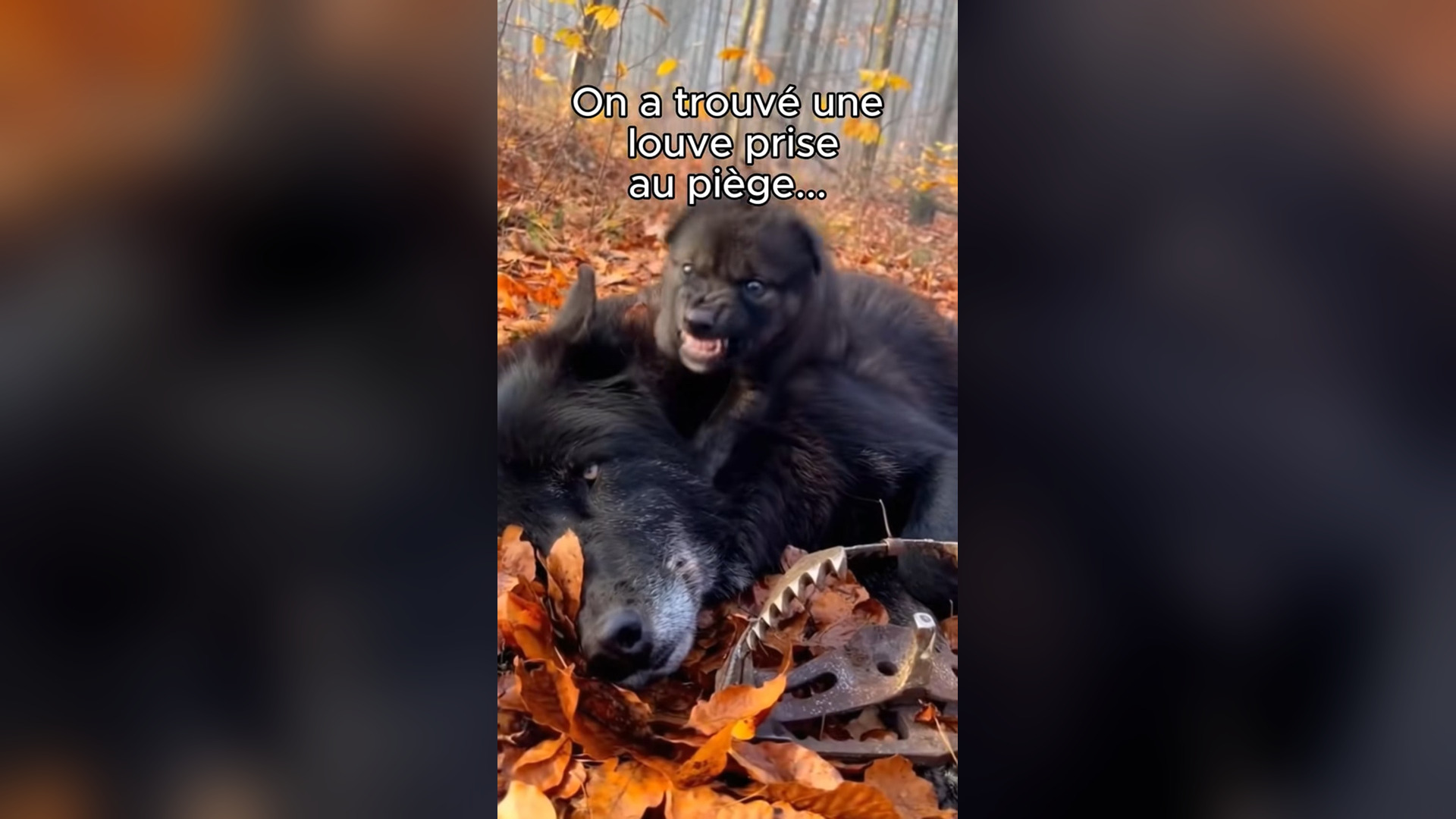 B0805003_A Baby Wolf Refused to Leave His Trapped Mother and Faced Death Beside Her #Rescue #Wildlife