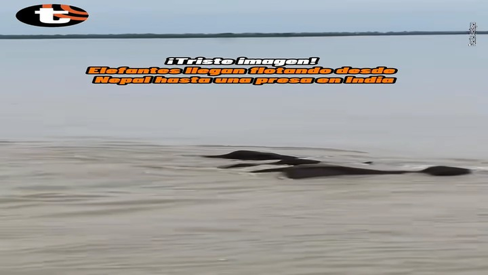 D2708085_¡Impactantes imágenes! � Varios elefantes llegaron flotando desde Nepal hasta una presa del río Kar_part2