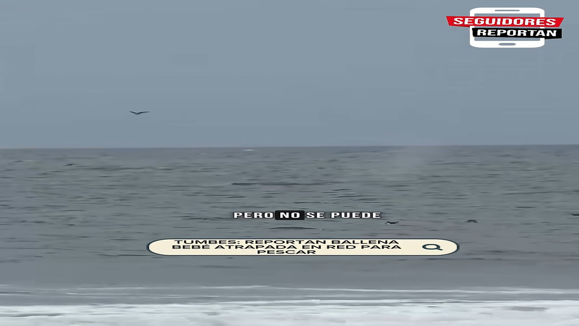 D0309061_#notihuellitas #tumbes #elchicodelasnoticias #noticias #peru_part2